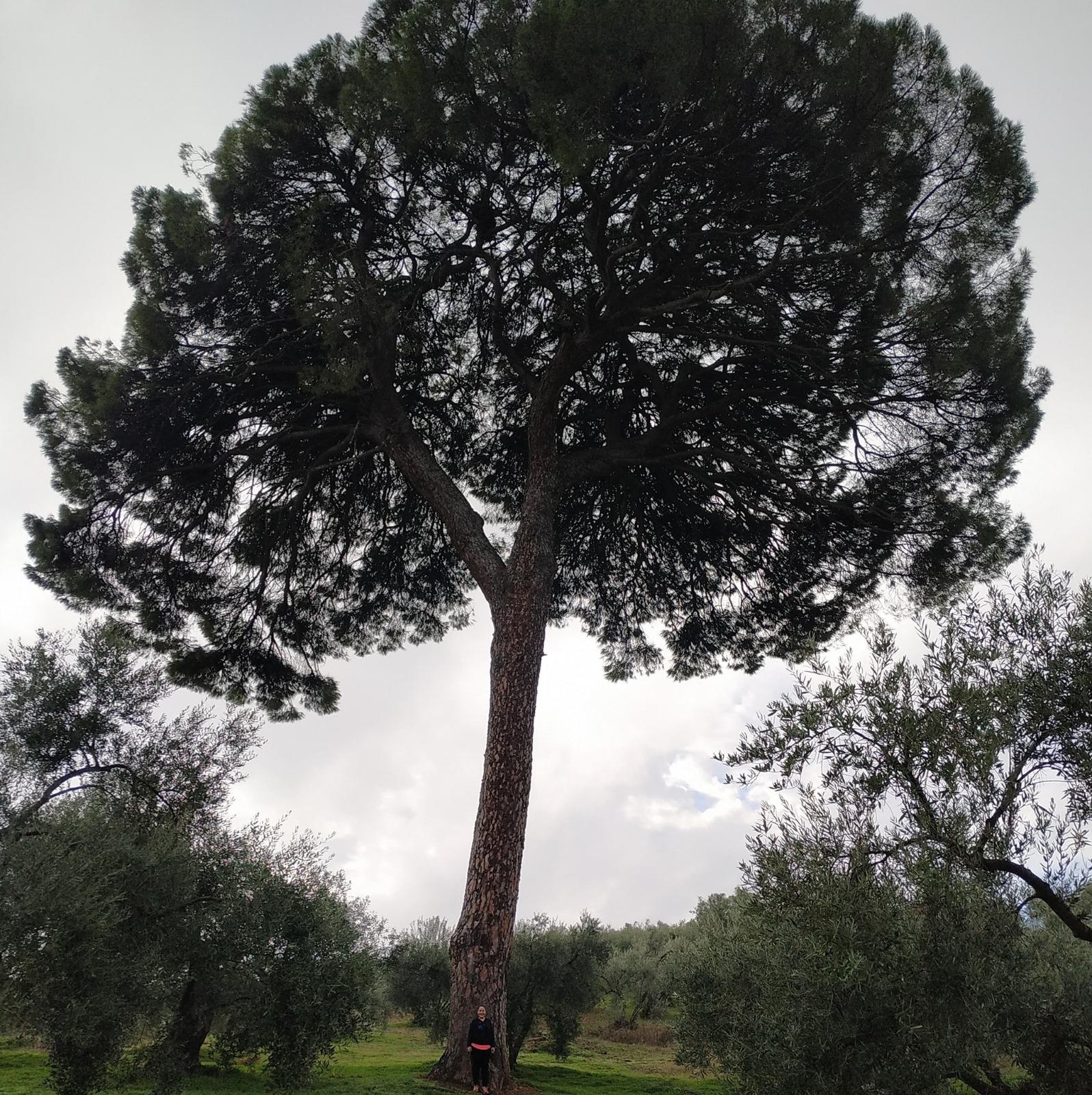 Las Navas de la Concepción. El Lagar – Historia viva entre tinajas, tradición y devoción. - Imagen 2